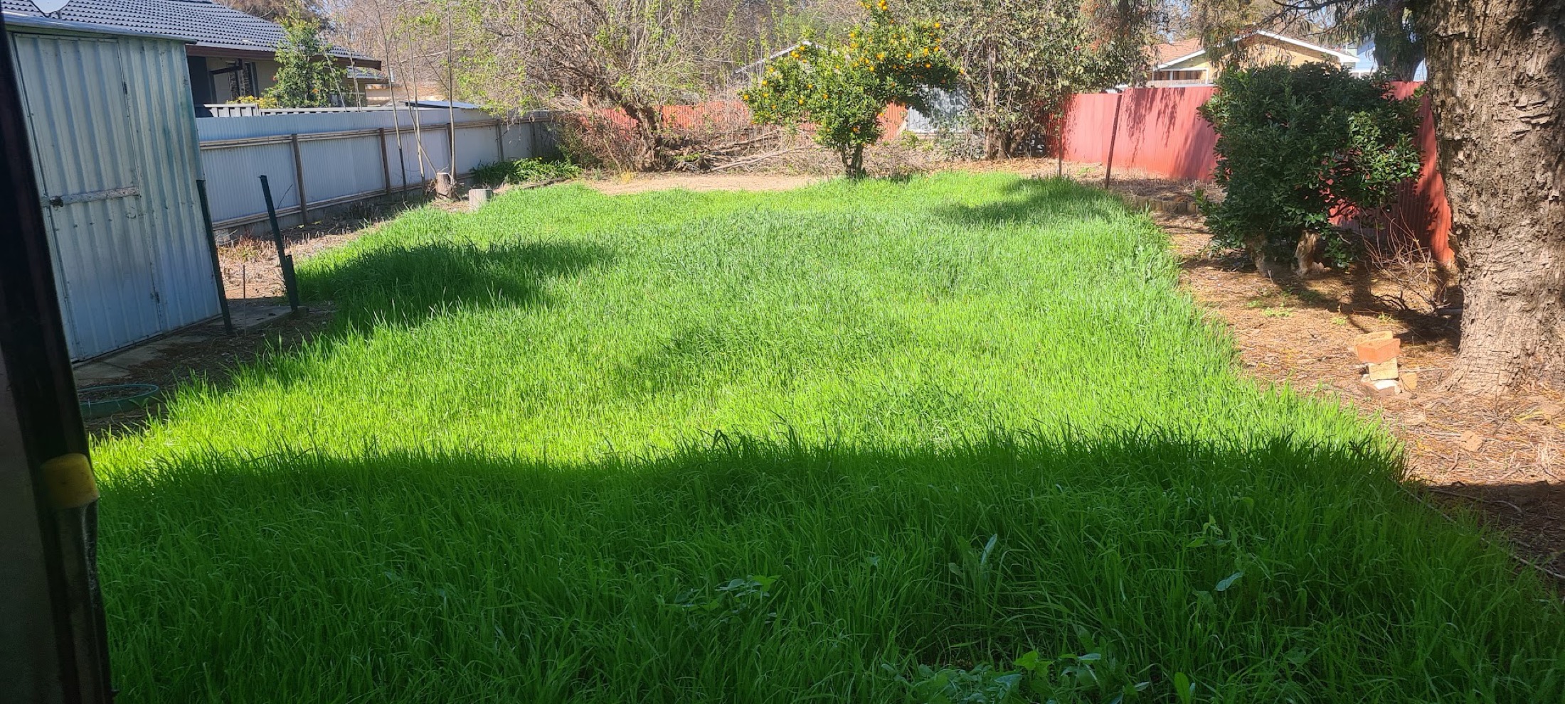 A thick green lawn mown flat across a Dubbo backyard