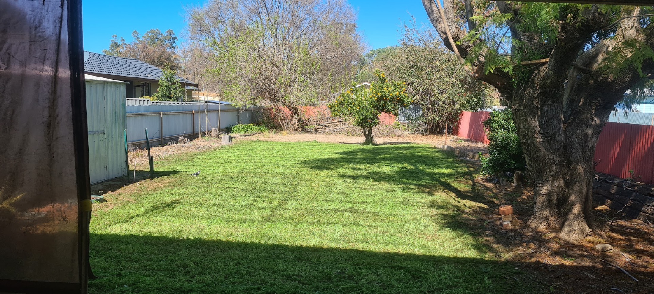 A wide back yard mown out beneath a large gum tree in Dubbo