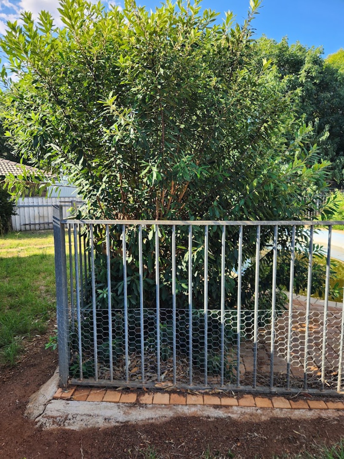 A shrub line trimmed back level along a metal fence at a Dubbo property