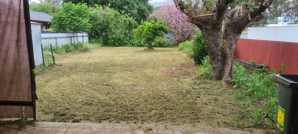 A dry lawn cut level beneath an old tree in a back yard