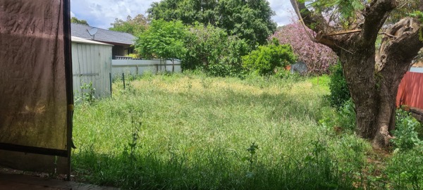 Long unmown grass standing knee high across a back yard