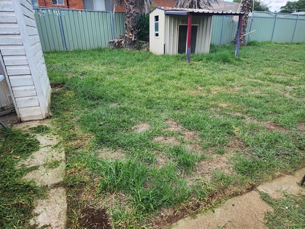 A patchy back lawn mown down beside a shed and a fence line