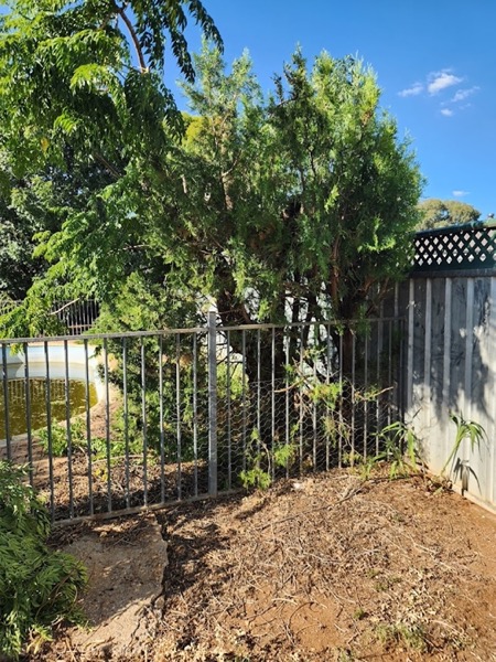 Shrubs and small trees cut back along a metal fence line
