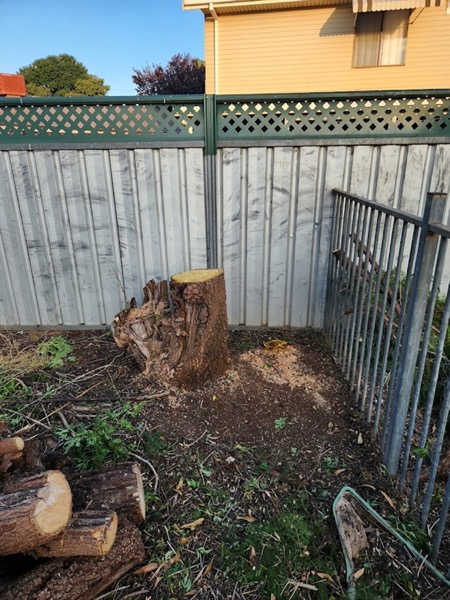 A cut tree stump and split timber beside a paling fence