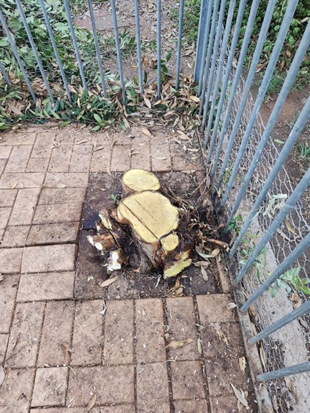 Cut timber stacked on pavers in the corner of a yard