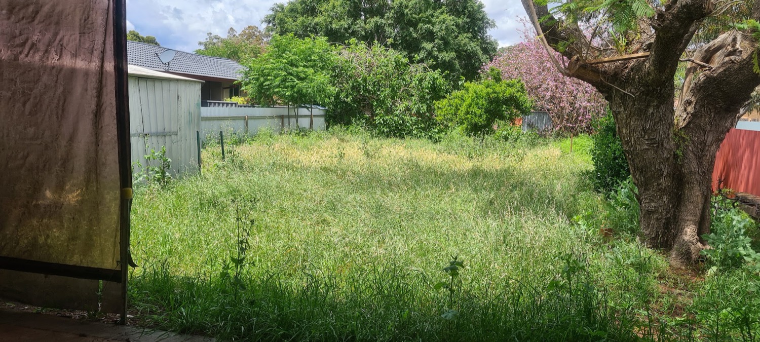 Long unmown grass standing knee high in a Dubbo backyard