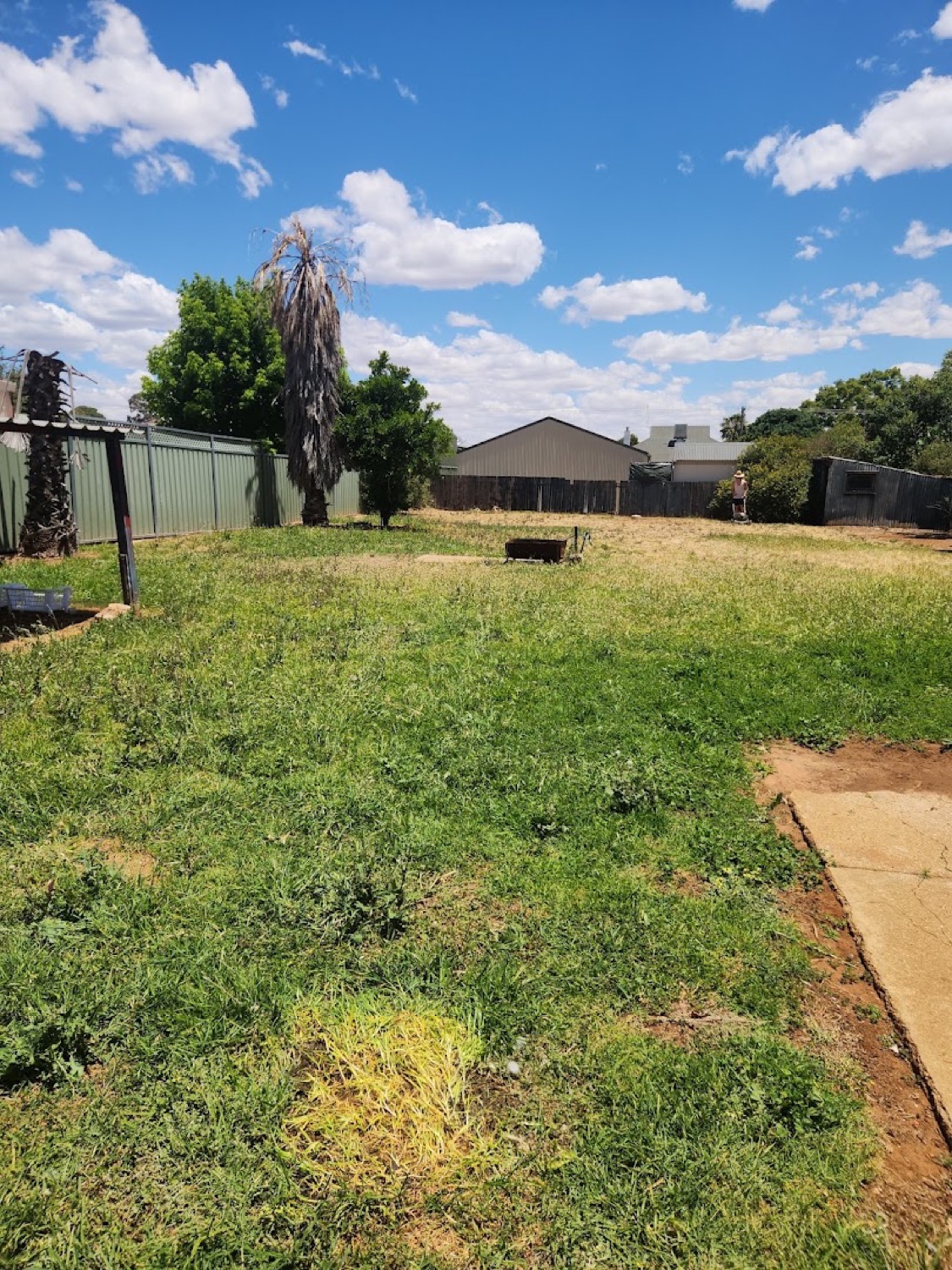 A wide back lawn mown flat under gum trees on a clear Dubbo day